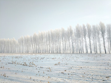 东北雪地