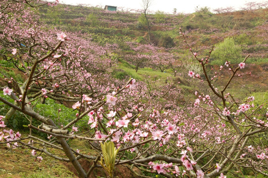 山野无人桃花开