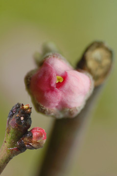 唯美花卉 桃花花蕾