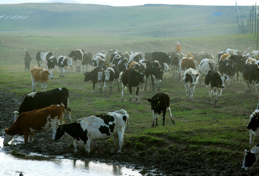 湿地牧归的牛群