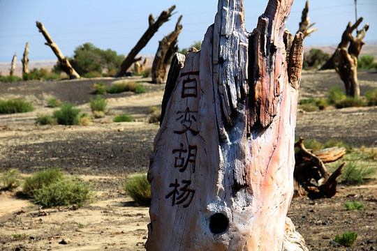 新疆 大西北 沙漠 胡杨林