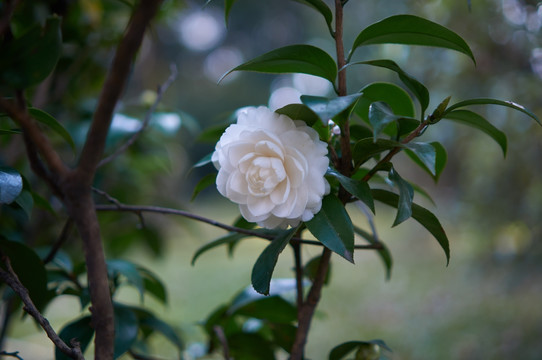 白色茶花