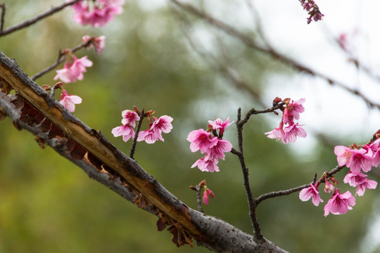 桃花