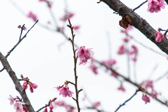 桃花