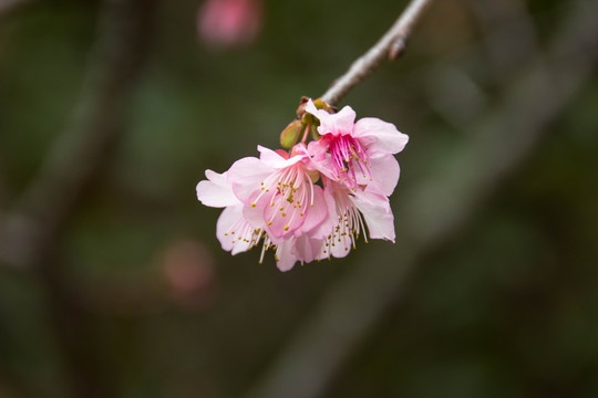 桃花