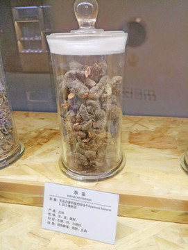 拳參 中草藥 中藥材 中醫(yī)