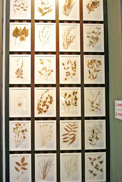 植物标本 中药材标本 艺术墙