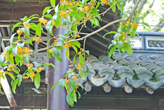 桂花树 阳光树叶 桂花特写