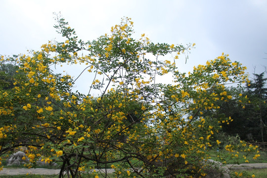 满树黄花