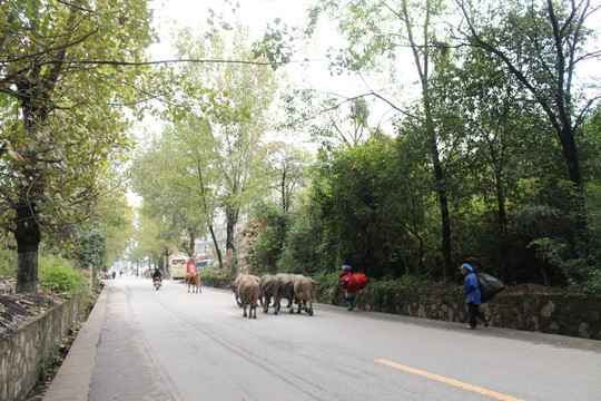 乡间的小路