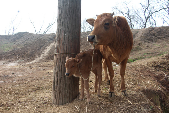 出生8天的小牛犊 （14）