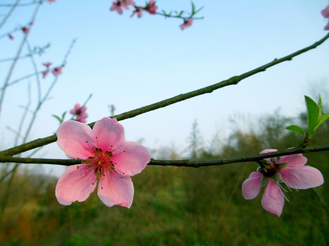 桃花