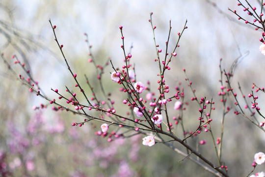 梅花