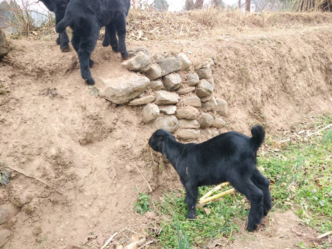 黑山羊小羊羔