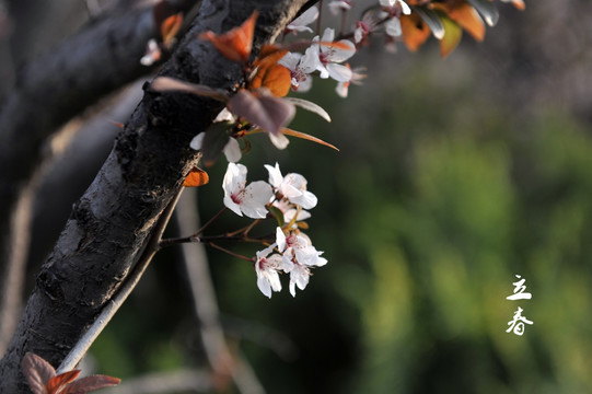 樱花