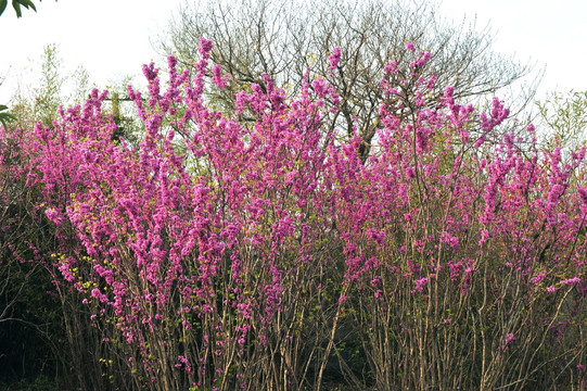 满条红 紫色花