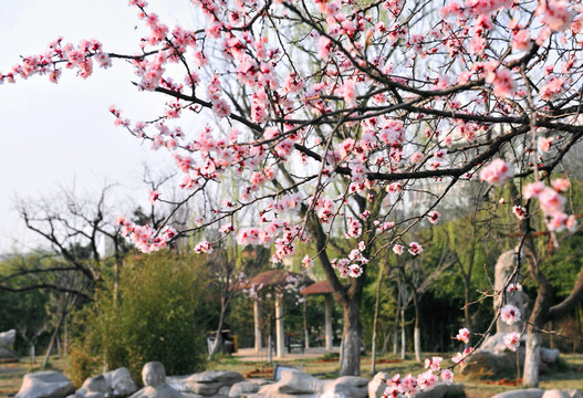 樱花盛开 园林风景