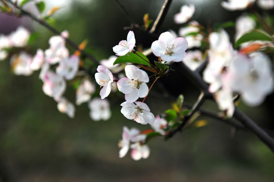 果树花  白色花