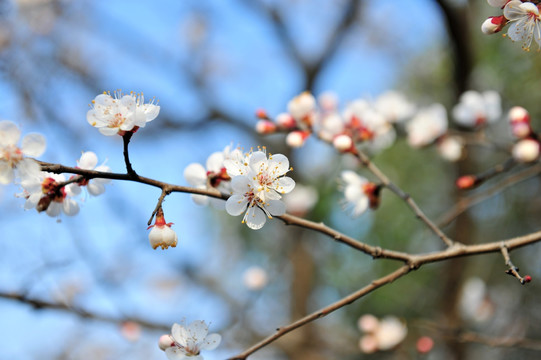 桃李芬芳