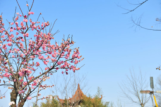 樱花