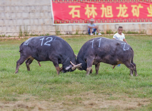 云南撒尼族斗牛