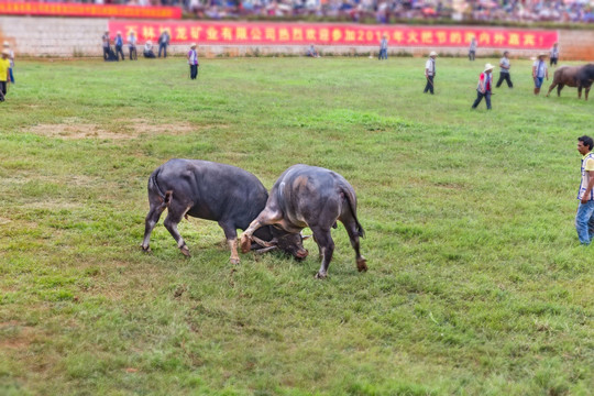 撒尼族斗牛