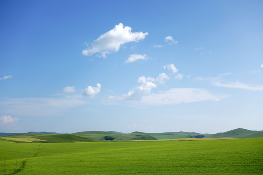 麦田风景