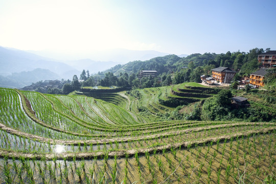 龙脊梯田