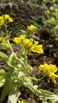 油菜花