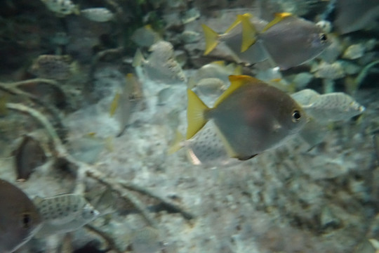 深海鱼群 海底鱼群 海底世界