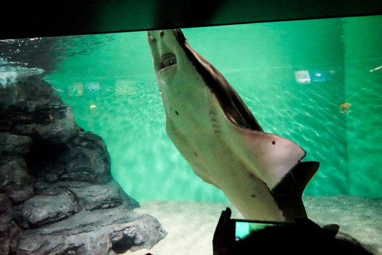 大白鲨 水族馆