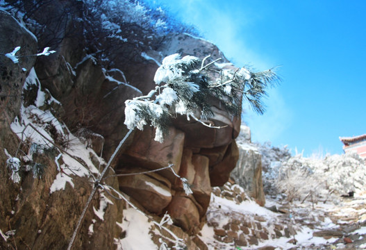 雪中松枝