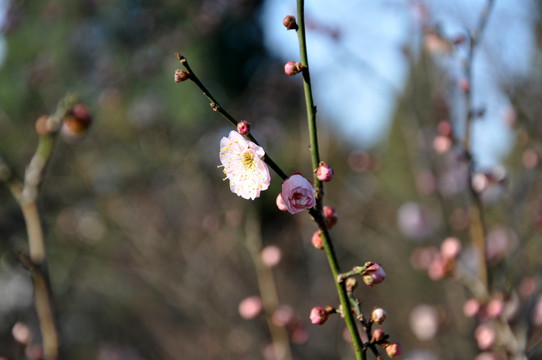 梅花