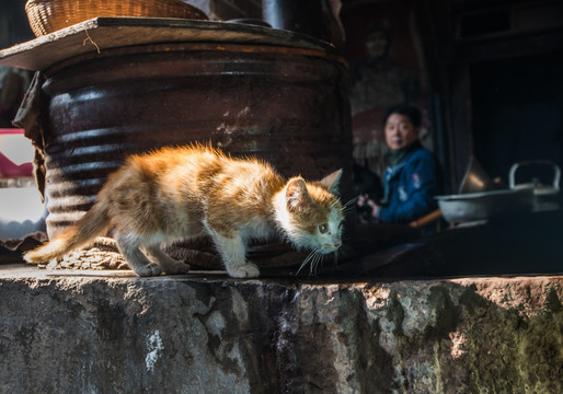 成都老茶馆 猫