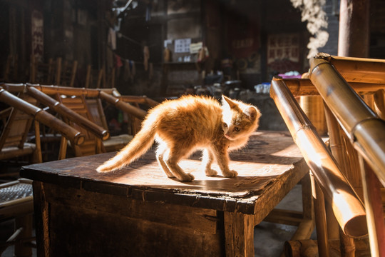 成都老茶馆 猫