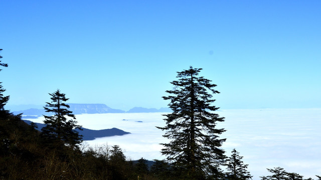 峨眉山 云海 青松