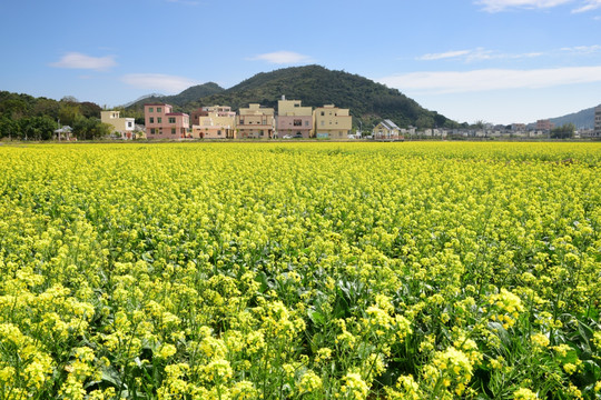 油菜花