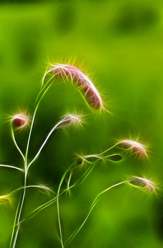 電腦畫 紫花地揄