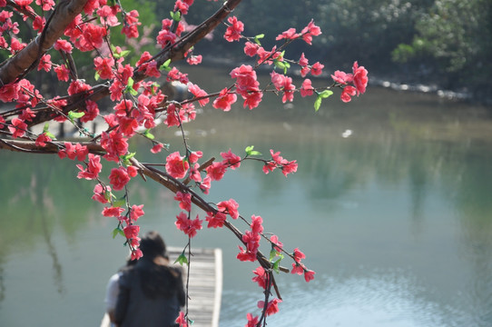 桃花