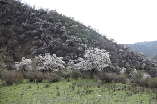 杏花满山