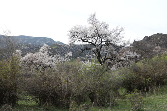 杏花开满山