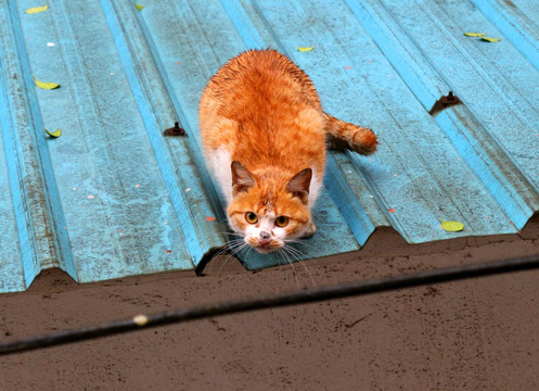 野猫