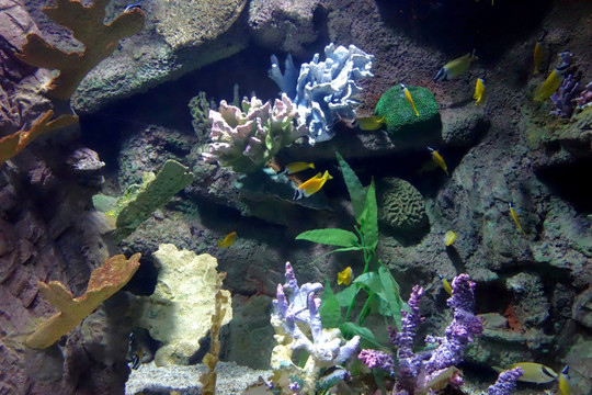 生态鱼缸
