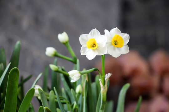 水仙花