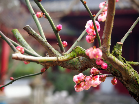 梅花 老梅桩