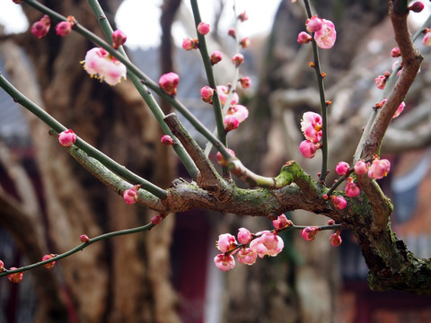 梅花 老梅桩