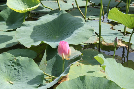 嫩江农场水上公园 荷花池 莲花