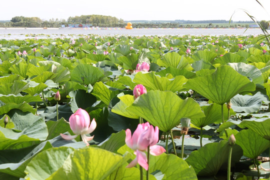 嫩江农场水上公园 荷花池 莲花