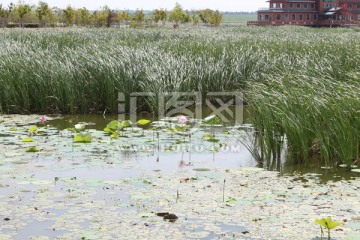 嫩江农场 水上公园 蒲草