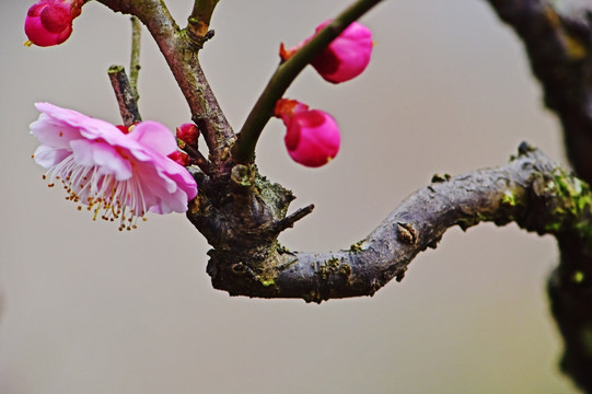 梅花